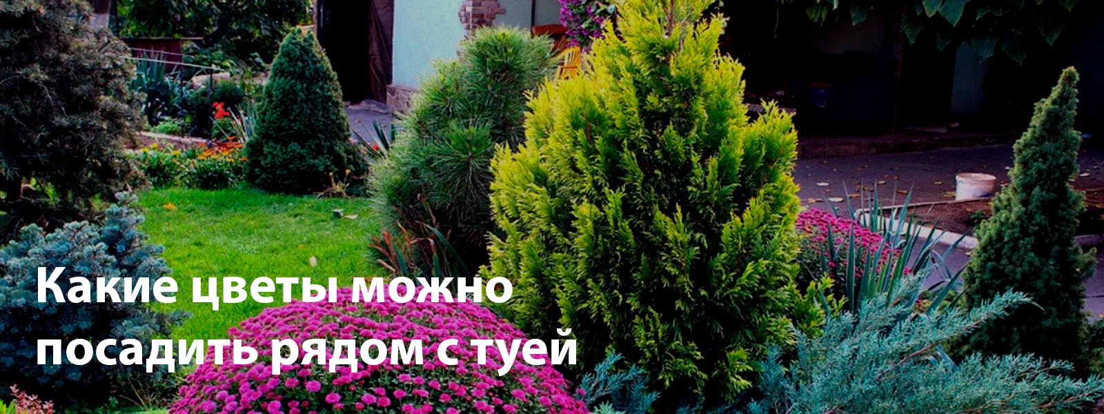 Какие цветы можно посадить рядом с туей